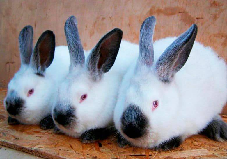 Калифорнийский кролик: фото, характеристика и описание породы, разведение и содержание