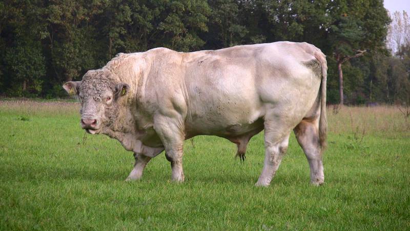 Породы коров мясного направления крс: краткое описание каждого вида