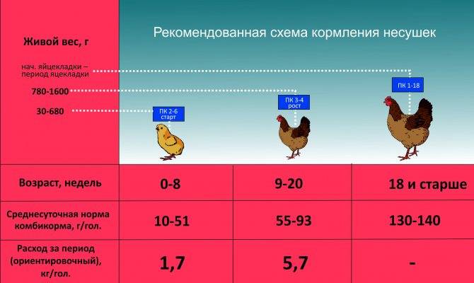 ᐉ сколько корма съедает бройлер до убоя: таблица, схема питания - zooon.ru
