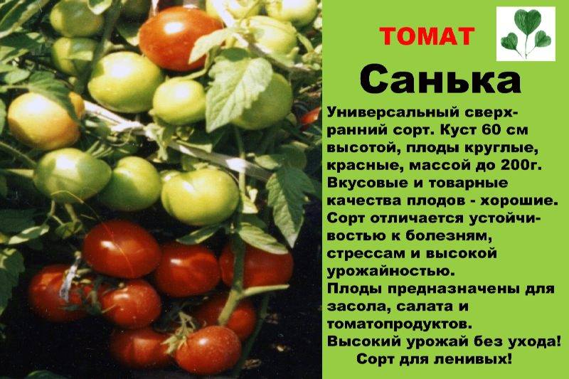 Сорт томата Санька: описание