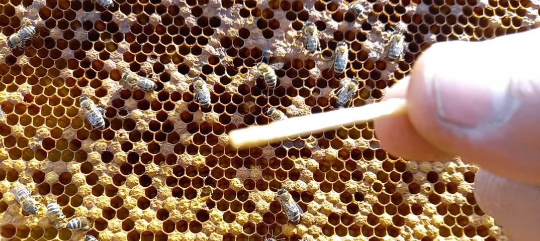 Акарапидоз: диагностика и лечение пчел от трахейных клещей | пчеловодство | пчеловод.ком