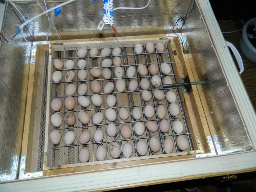 Как сделать автоматический переворот на 200 яиц, в инкубаторе, своими руками