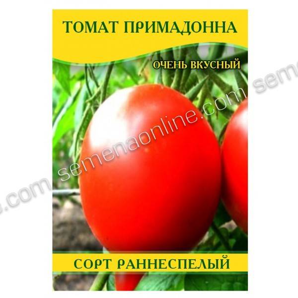 Раннеспелый и неприхотливый сорт, дающий обильный урожай: томат «примадонна» — любимец отечественных огородников
