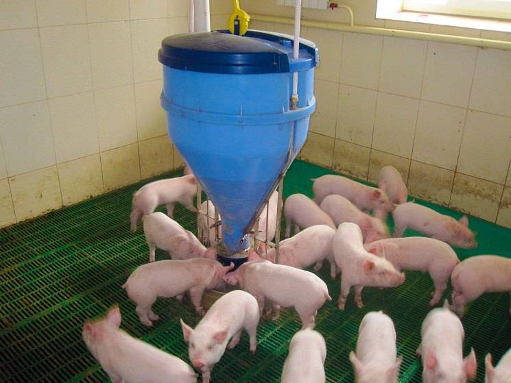 Откорм свиней самый эффективный, откорм поросят (фото и видео)