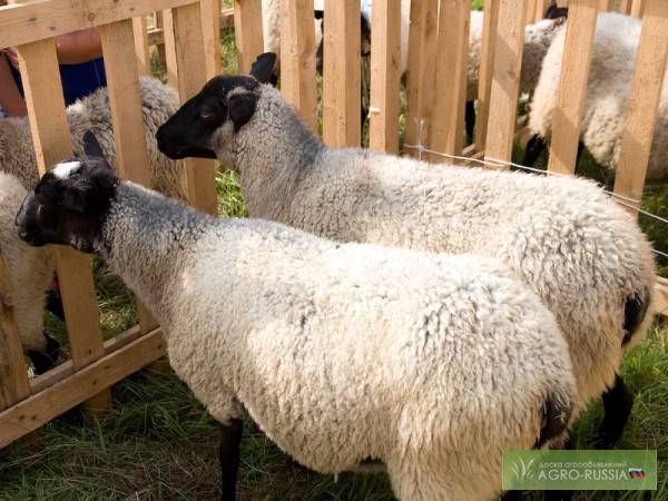 Разведение овец романовской породы на шерсть и мясо