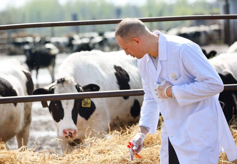 Причины и профилактика хромоты высокопродуктивных коров – экспертное мнение и советы
