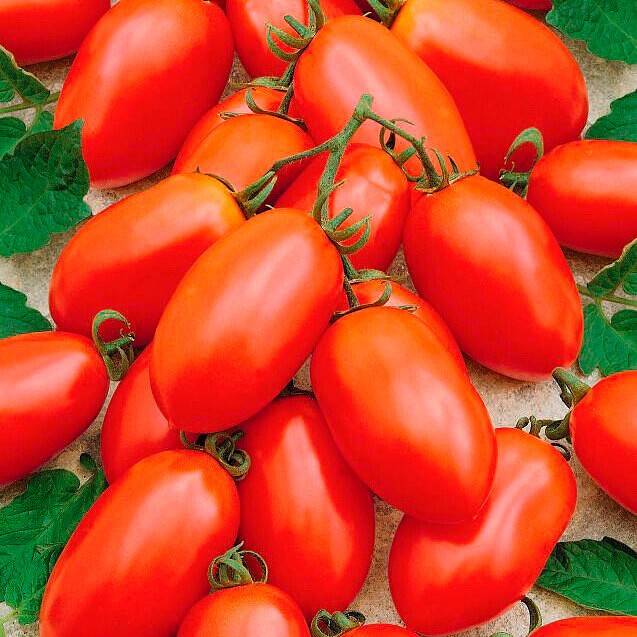 Сорт томата Сливка: описание и советы по выращиванию