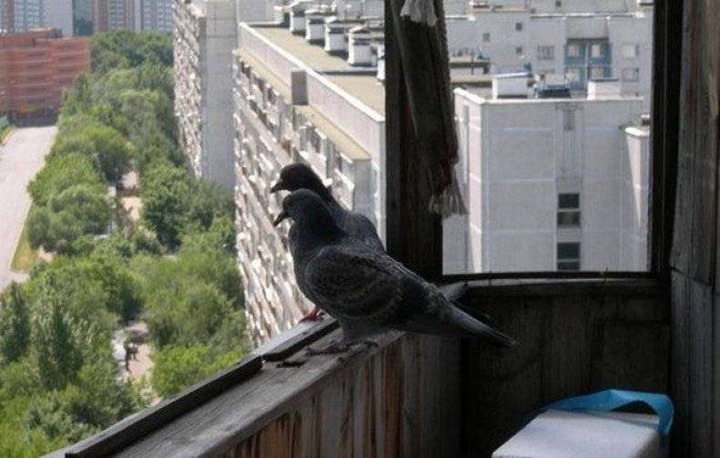 ᐉ как избавиться от голубей на балконе: проверенные средства - zooon.ru