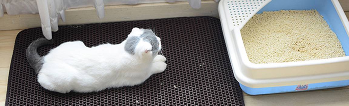 Как приучить кролика к лотку: как выбрать, какой наполнитель лучше