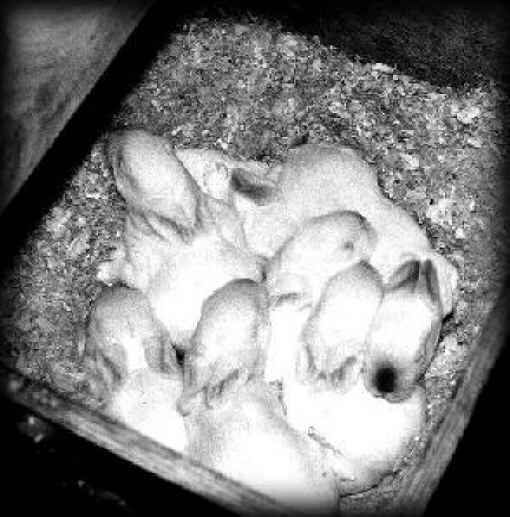 Как забить и разделать кролика: правильная разделка на порционные куски в домашних условиях