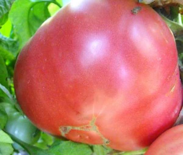 Удивительный томат розовый слон: мясистые плоды и отличный вкус