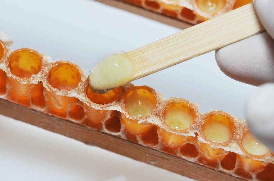 Пчелиное маточное молочко — полезные и лечебные свойства