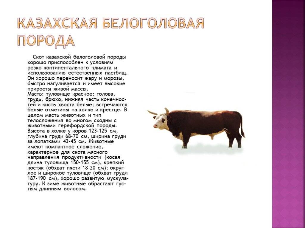 Казахская белоголовая порода коров: характеристика, фото, направление, содержание и уход