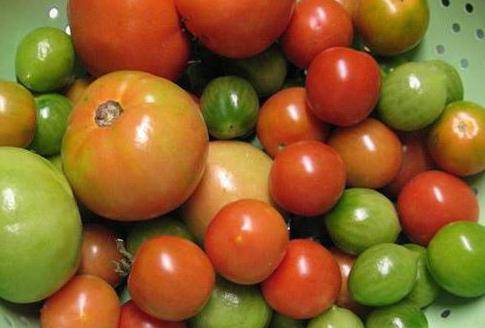 Скоростное дозревание помидоров и 5 главных ошибок