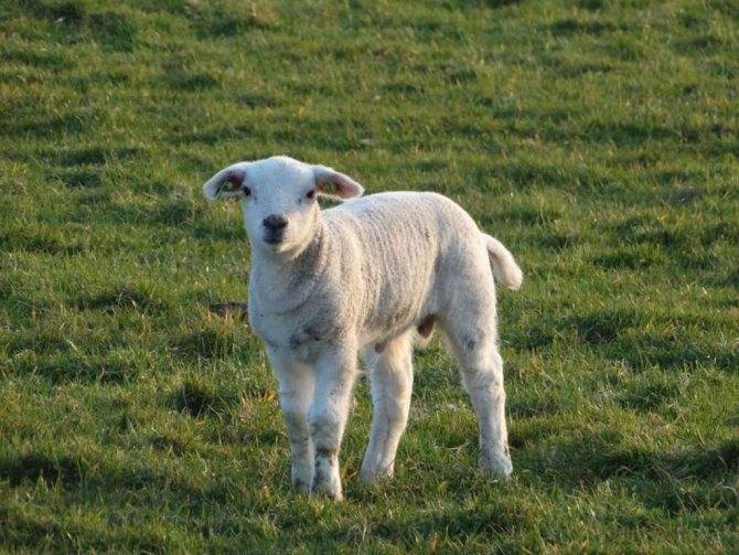 Породы овец мясного направления без запаха: названия и страны обитания