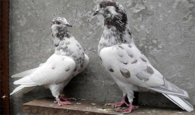 Бакинские бойные голуби: мраморные, широкохвостые и других виды бакинцев