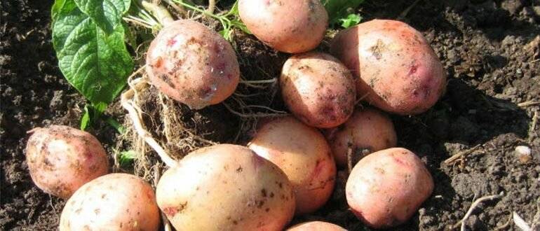 Картофель "жуковский": описание раннего, урожайного сорта
