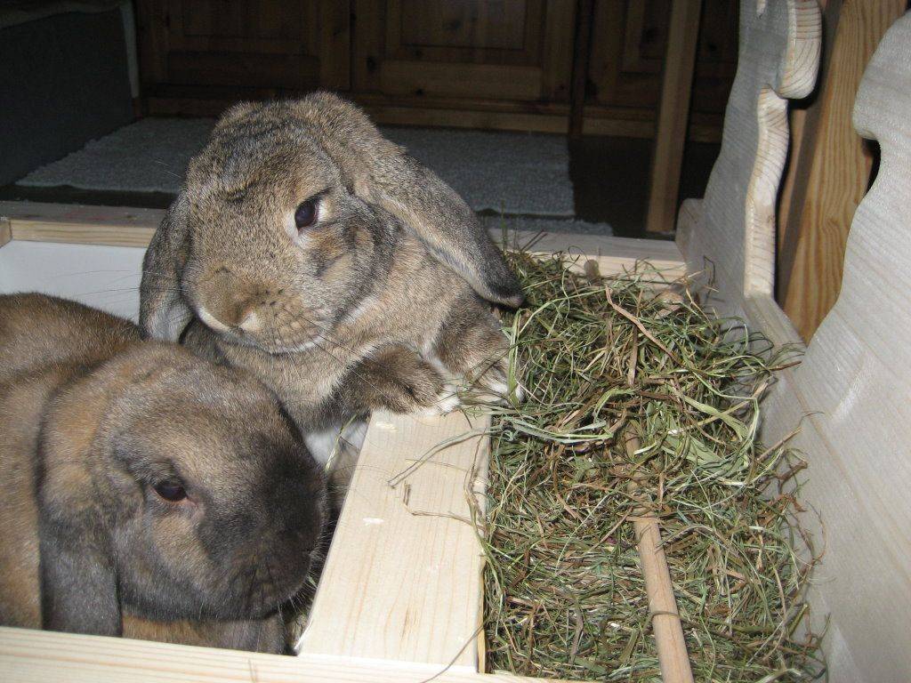 Сено и солома для кроликов