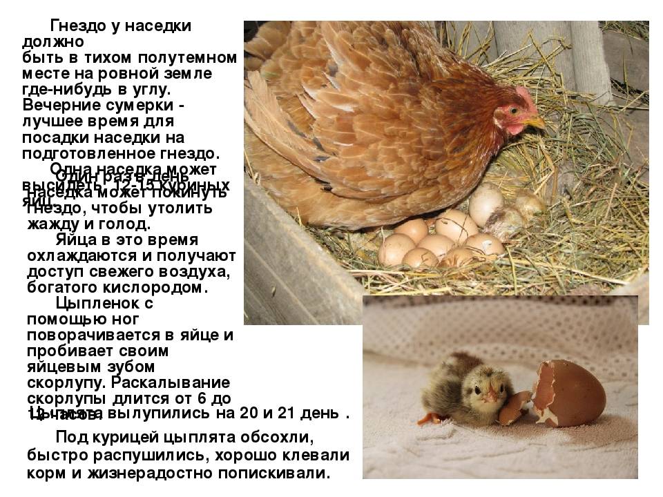 Сколько дней высиживают яйца куры и утки? сколько времени высиживают яйца куры в инкубаторе максимум? :: syl.ru