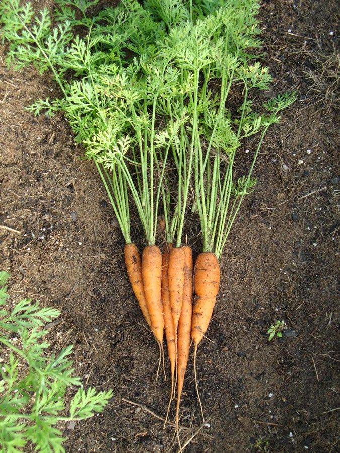 Почему морковь выросла зелёной?