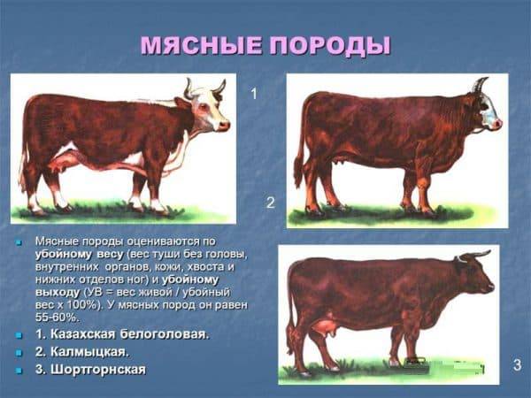 Калмыцкая (порода коров)