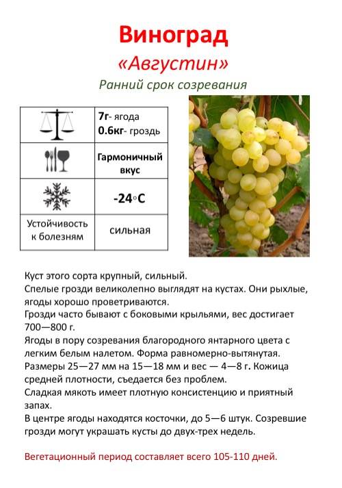 Сорт винограда августин – описание, посадка и уход