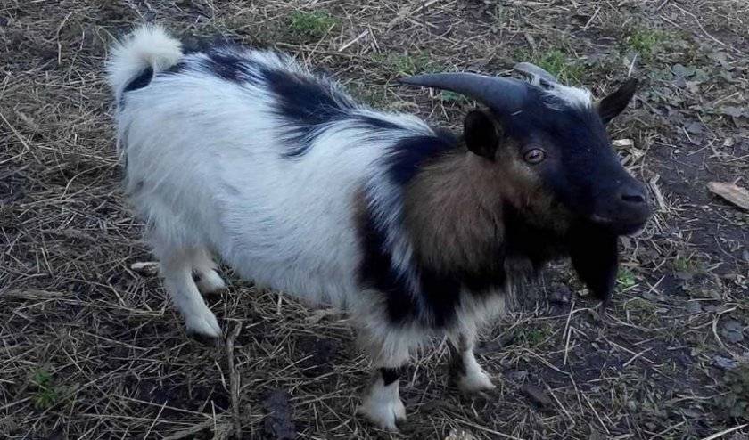Карликовая коза: породы мини коз