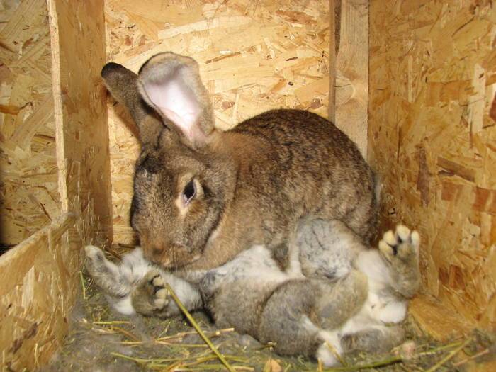 Сколько длится беременность у кроликов и через сколько дней рожают крольчат