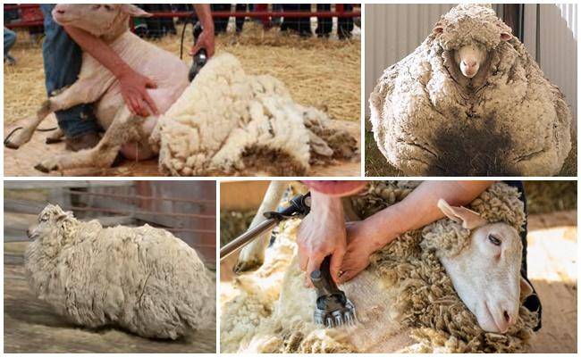 Стрижка овец - необходимые условия для стрижки овец и выделки овчины (видео + 125 фото)