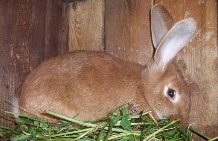 Кролики породы новозеландская красная - фотографии и описание новозеландского кролика