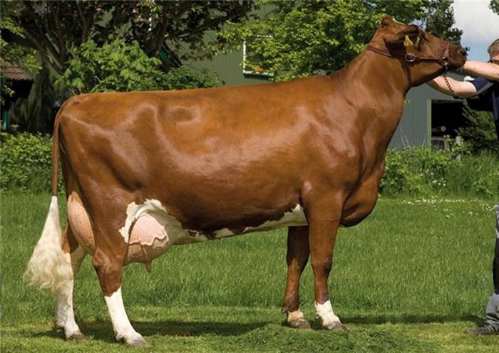 Описание и характеристики коров красногорбатовской породы, их содержание