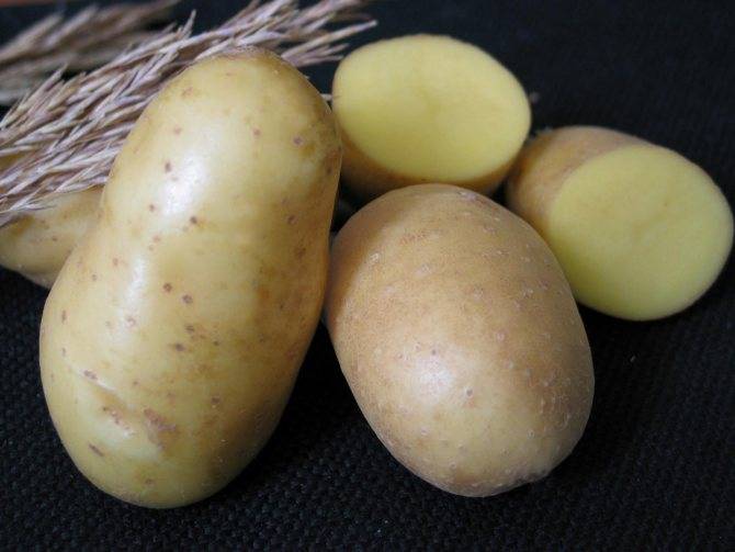 Картошка невская: описание сорта, фото и отзывы, урожайность