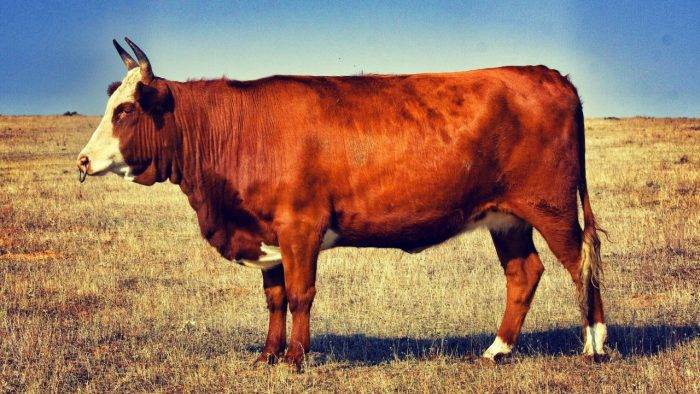 Красная степная порода коров характеристика – корова червона степова