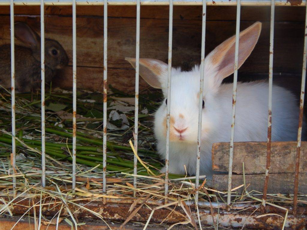 Кролик грызёт деревянную клетку: причины, что делать
