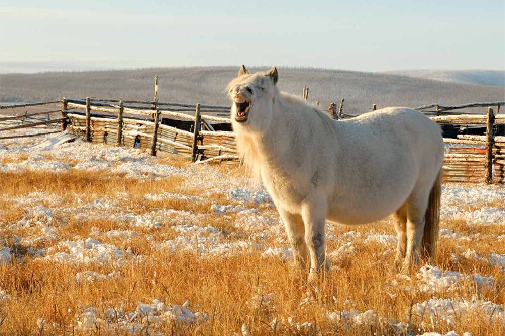 Якутская порода лошадей: характеристика, уход и кормление