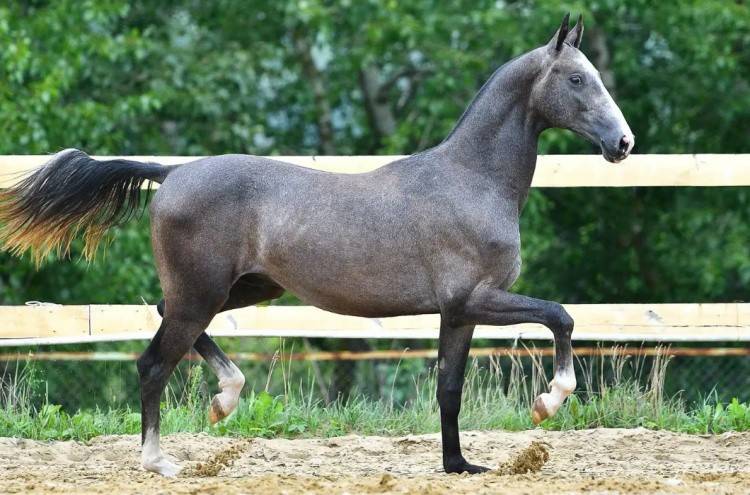 Туркменский скакун — ахалтекинская лошадь, описание породы