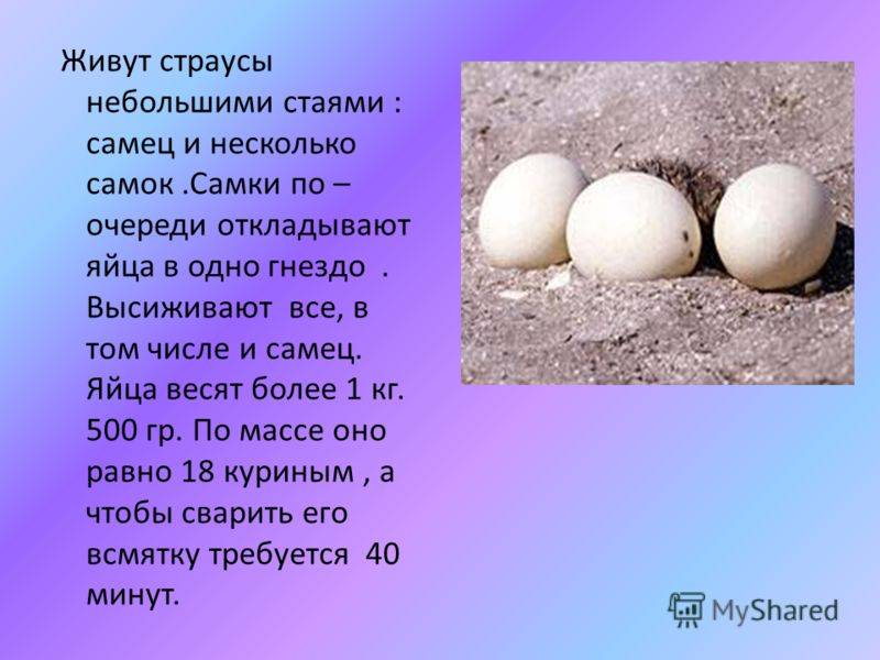 Сколько весит яйцо страуса и как часто несутся птицы
сколько весит яйцо страуса и как часто несутся птицы