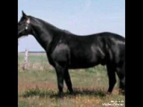 Карачаевская порода лошадей: история, экстерьер, применение
