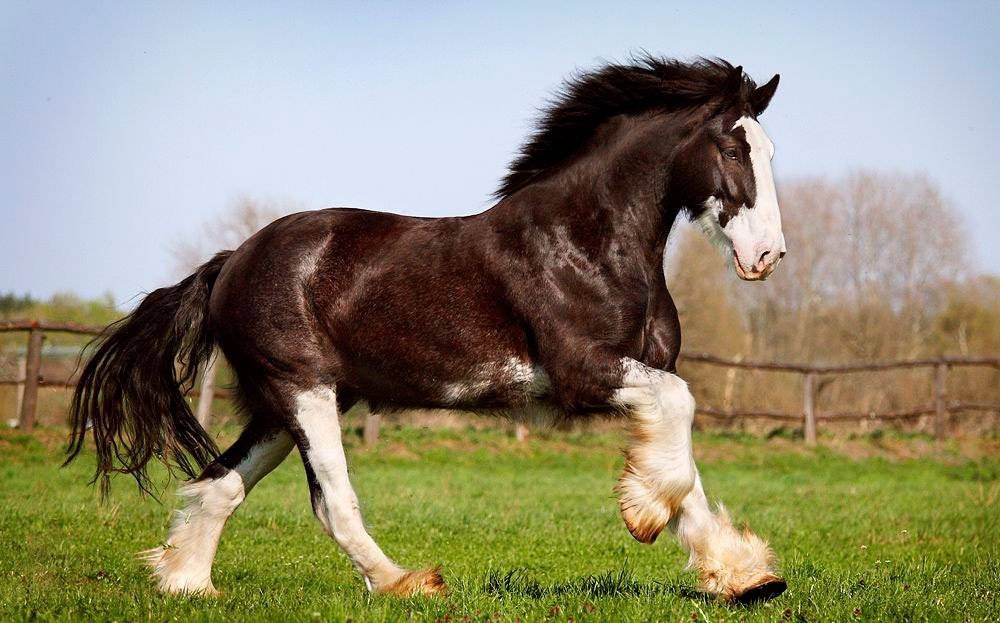 Самая сильная лошадь в мире, самый мощный конь