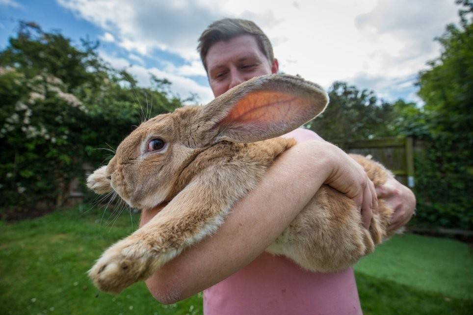 Самый большой и самый маленький кролик в мире: фото и видео обзор
