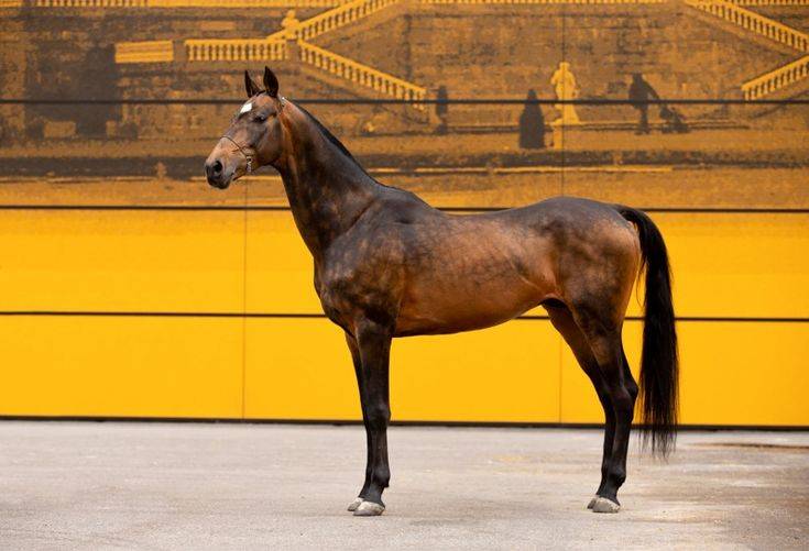Ахалтекинская лошадь (ахалтекинцы): фото, масти, характеристика породы