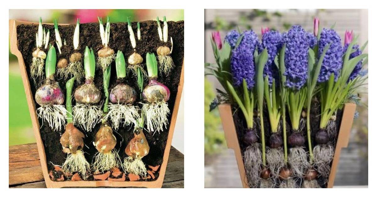 Секреты цветовода: где, как, когда посадить луковичные цветы? | fermers.ru