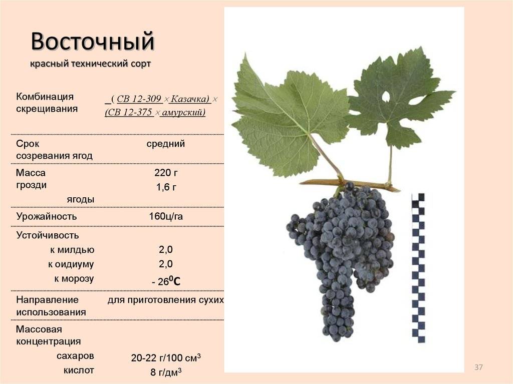 Лучшие винные сорта винограда: фото и описание, характеристики, для вина, виноделия, в россии, саженцы, черные, красные технические
