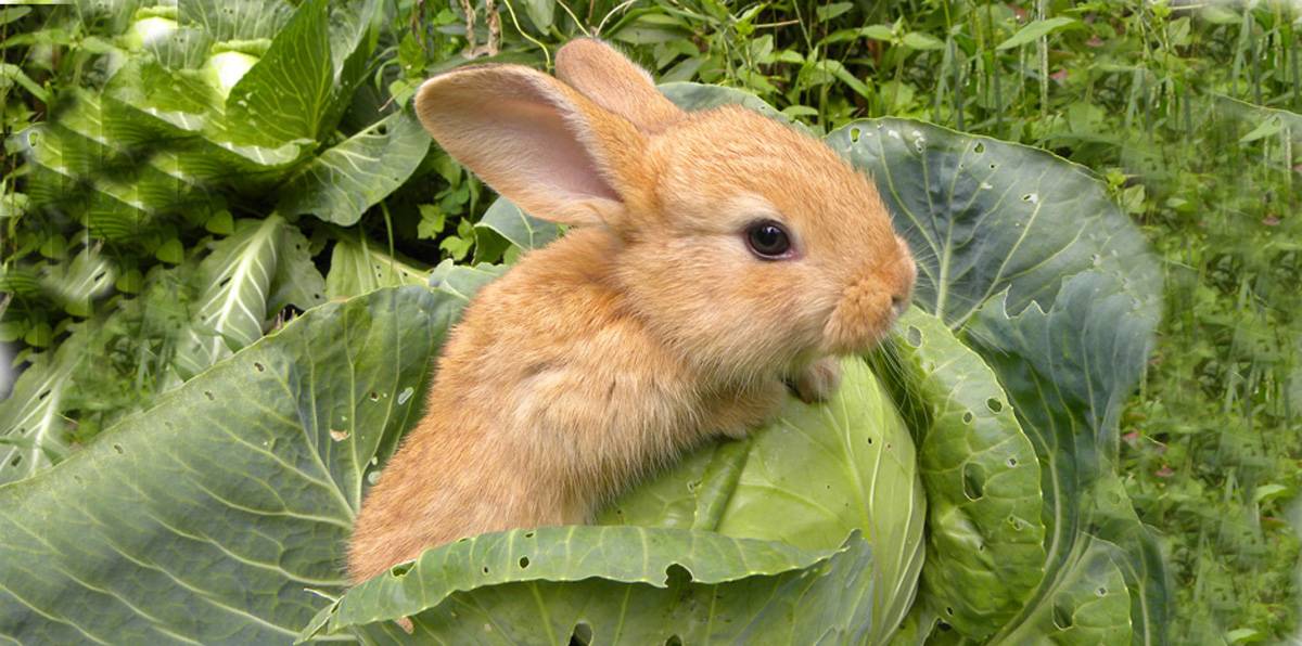 Можно ли кроликам давать капусту: какая пригодна и в каком количестве