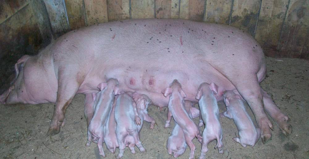 Высокопродуктивная порода свиней ландрас