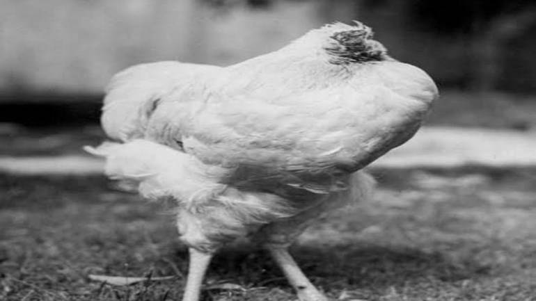 Курица закрывает глаза и сидит вялая: что делать? симптомы, лечение и меры профилактики