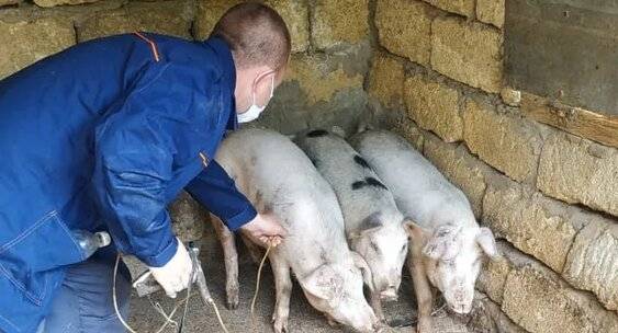 Знаете ли вы признаки африканской чумы свиней?: новости животноводства