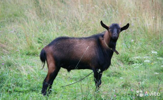 Чешские козы: описание и характеристика породы с фото, разведение и уход