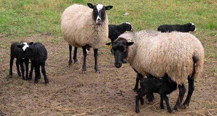 Советы по уходу, разведению и кормлению романовской породы овец