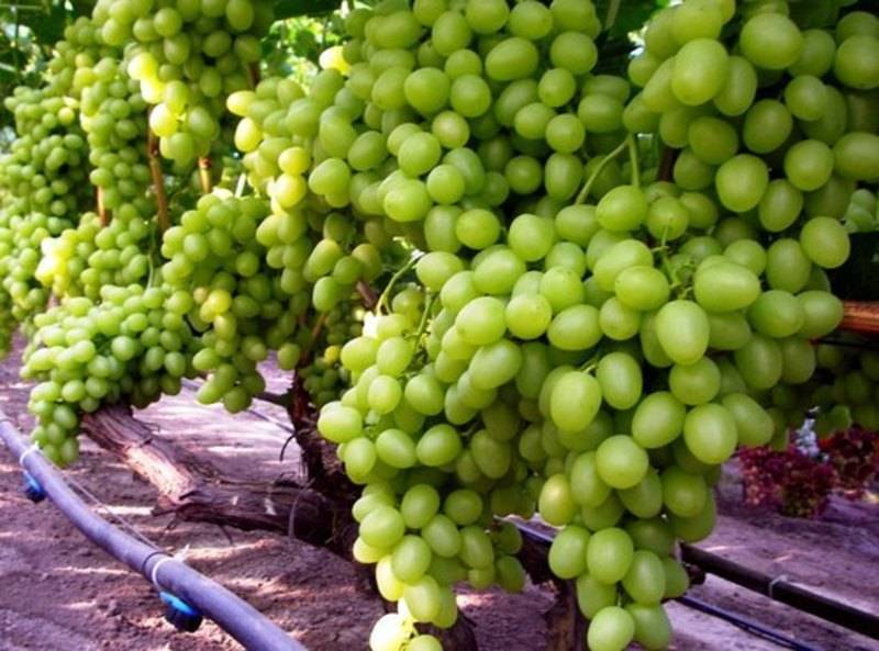 Разновидности и выращивание винограда сорта аркадия